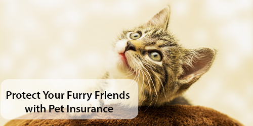 Protect Your Furry Friends with Pet Insurance
